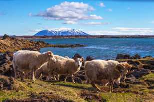 Icelandic goats on Lake Myvatn-9410